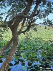 Fogg Dam Conservation Reserve