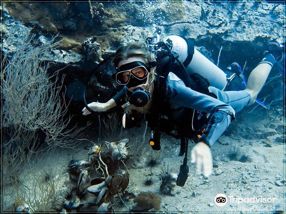 Diving Koh Tao | Scuba Birds PADI Dive Center