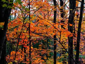Carlisle Reservation