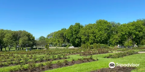 Lake Harriet Rose Garden