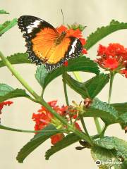 Mariposario de Nijar