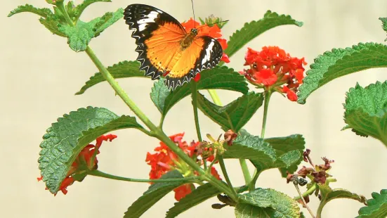 Mariposario de Nijar