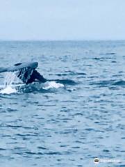 Granite State Whale Watch