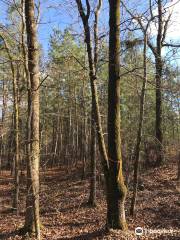 Harbison State Forest