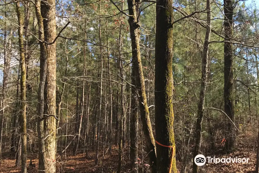 Harbison State Forest