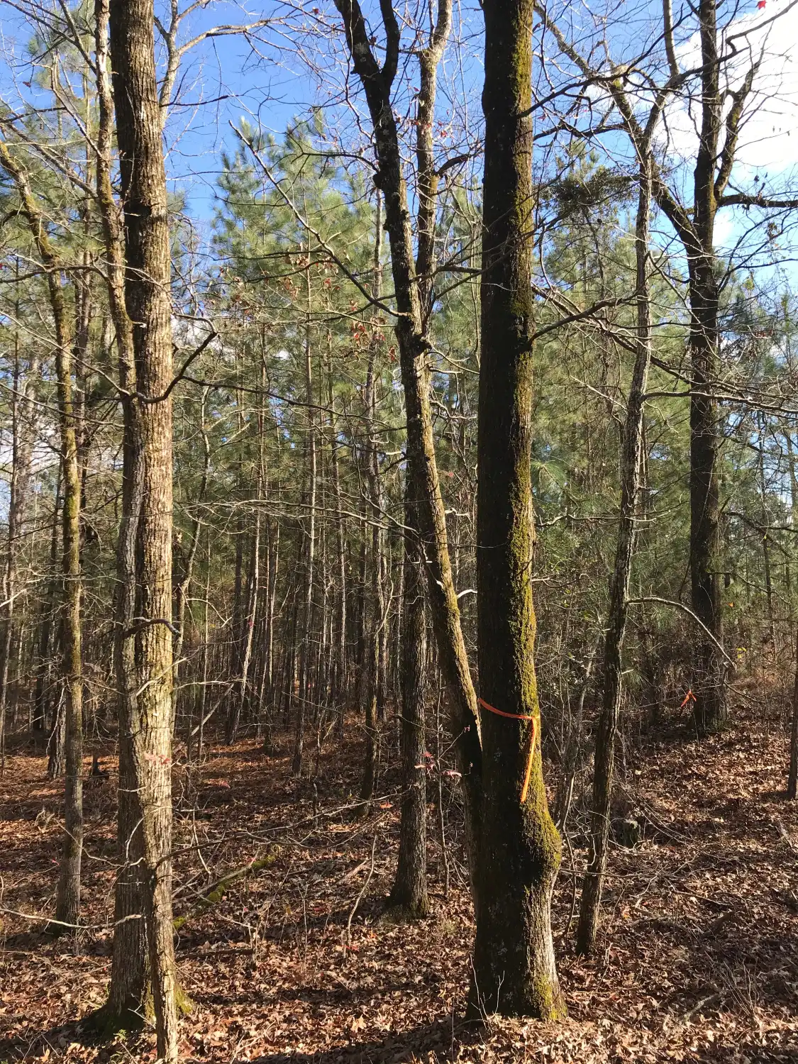 โรงแรมใกล้Harbison State Forest