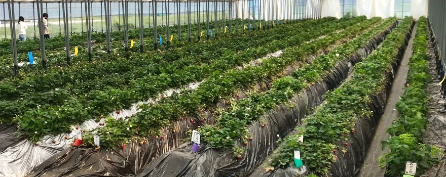 Kondoichigo Orchards