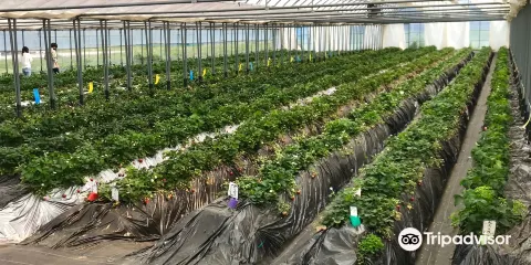 Kondo Strawberry Farm