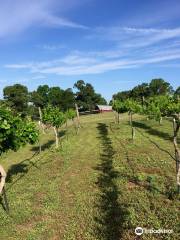 Chestnut Trail Vineyard