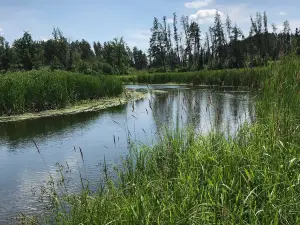 Mississippi Headwaters State Forest