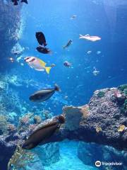 Biarritz Aquarium