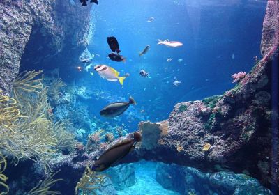 Aquarium de Biarritz