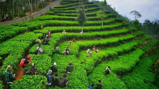 Nglinggo Tea Plantation