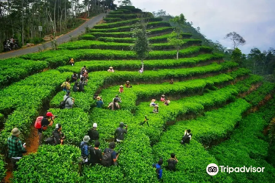 Nglinggo Tea Plantation