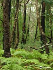 Ulladulla Wildflower Reserve