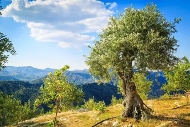 Pano Lefkara