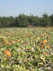 Bishop's Pumpkin Farm