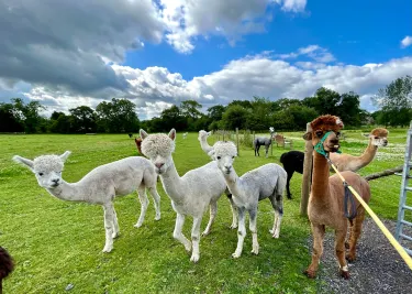 Cheshire Alpacas