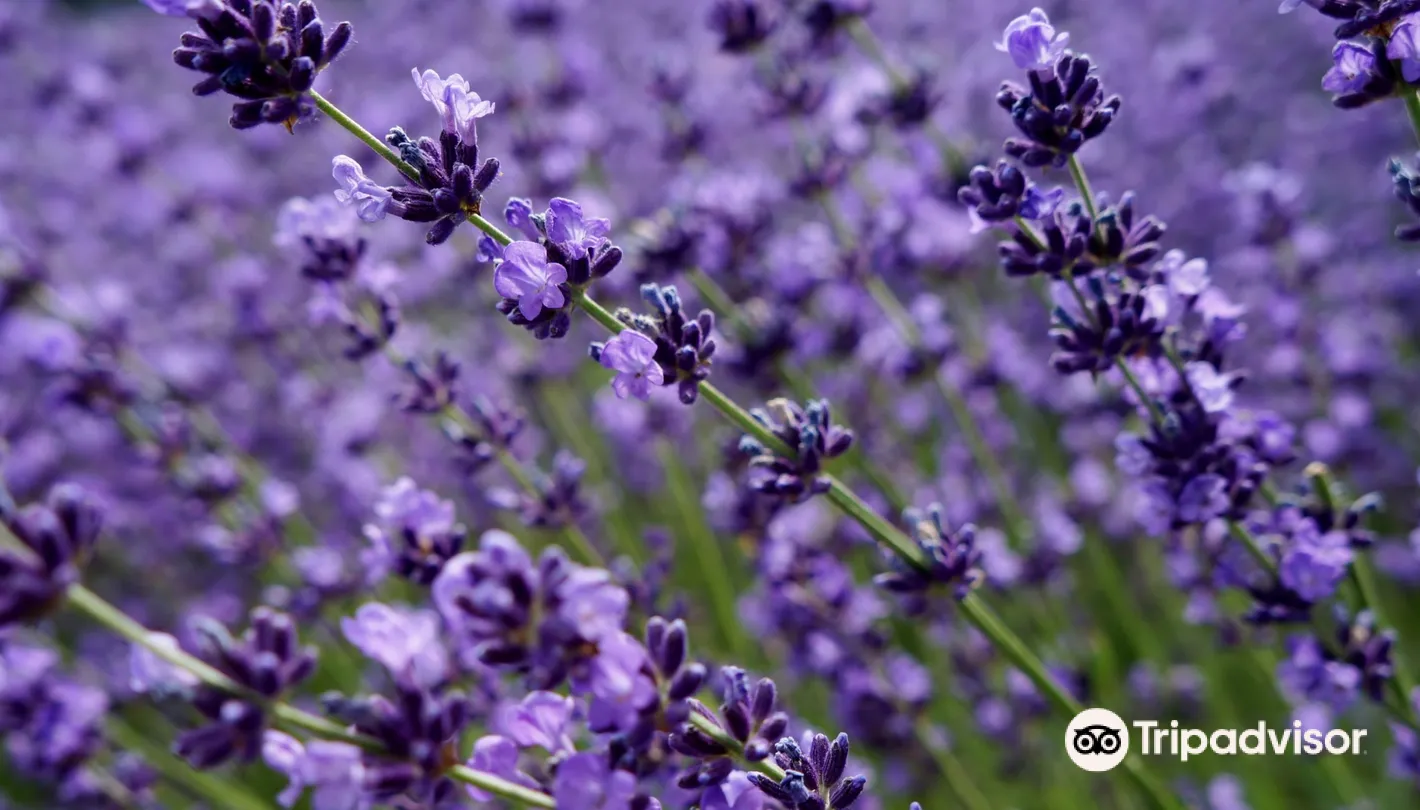 5_幌見峠薰衣草園