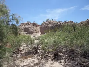 Mesilla Valley Bosque State Park