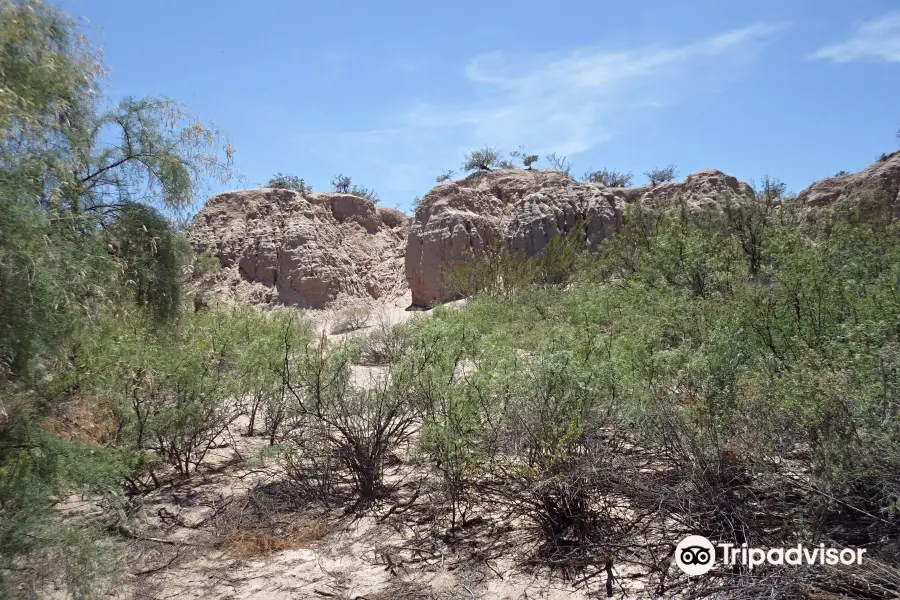 Mesilla Valley Bosque State Park