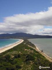 Bruny Wildlife Adventure