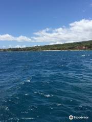 Dive & Sea Maui