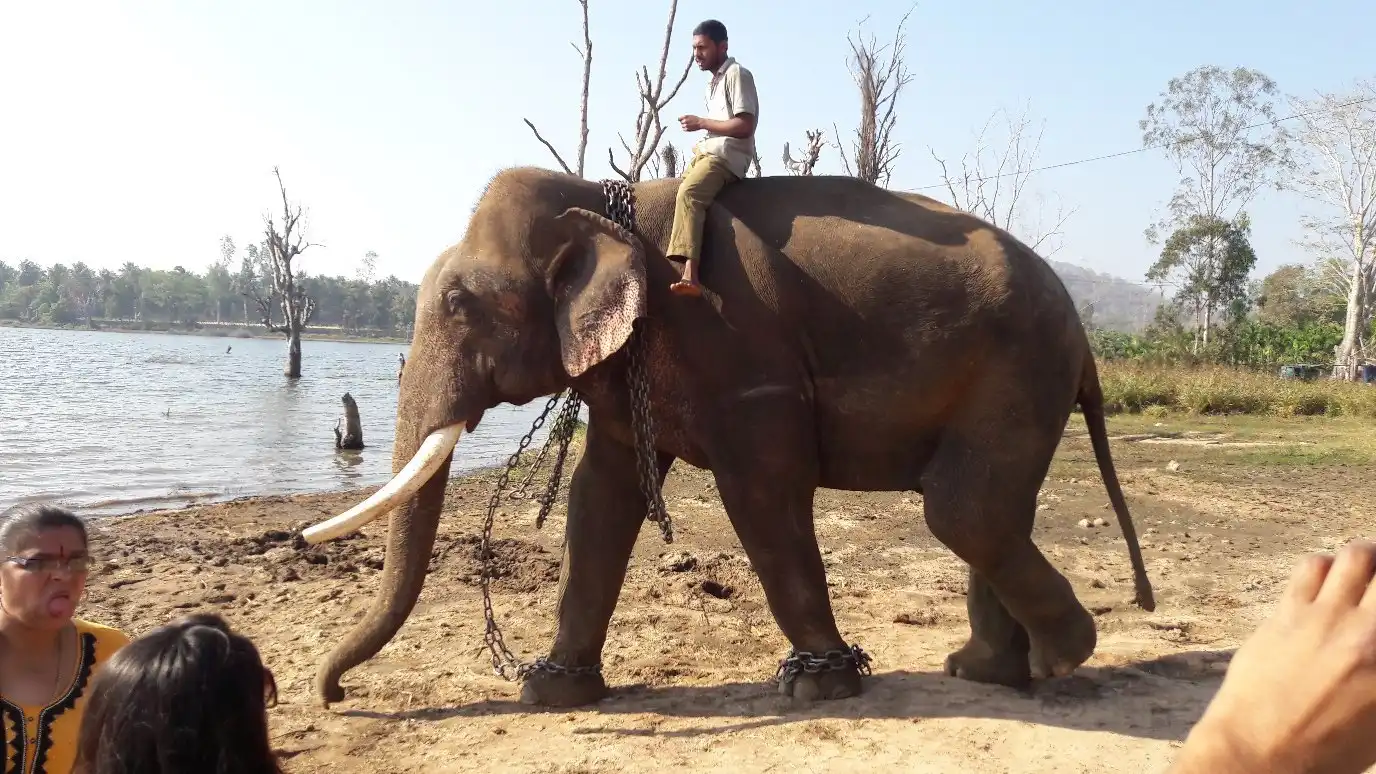 Hotels near Sakrebailu Elephant Camp