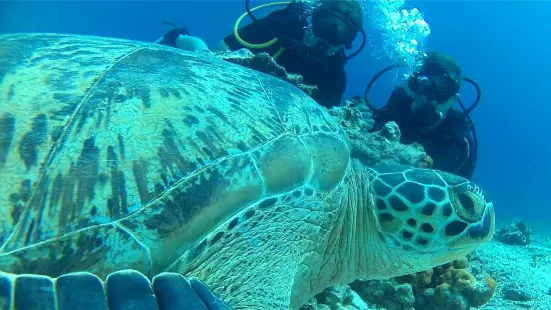 Blue Coral Diving