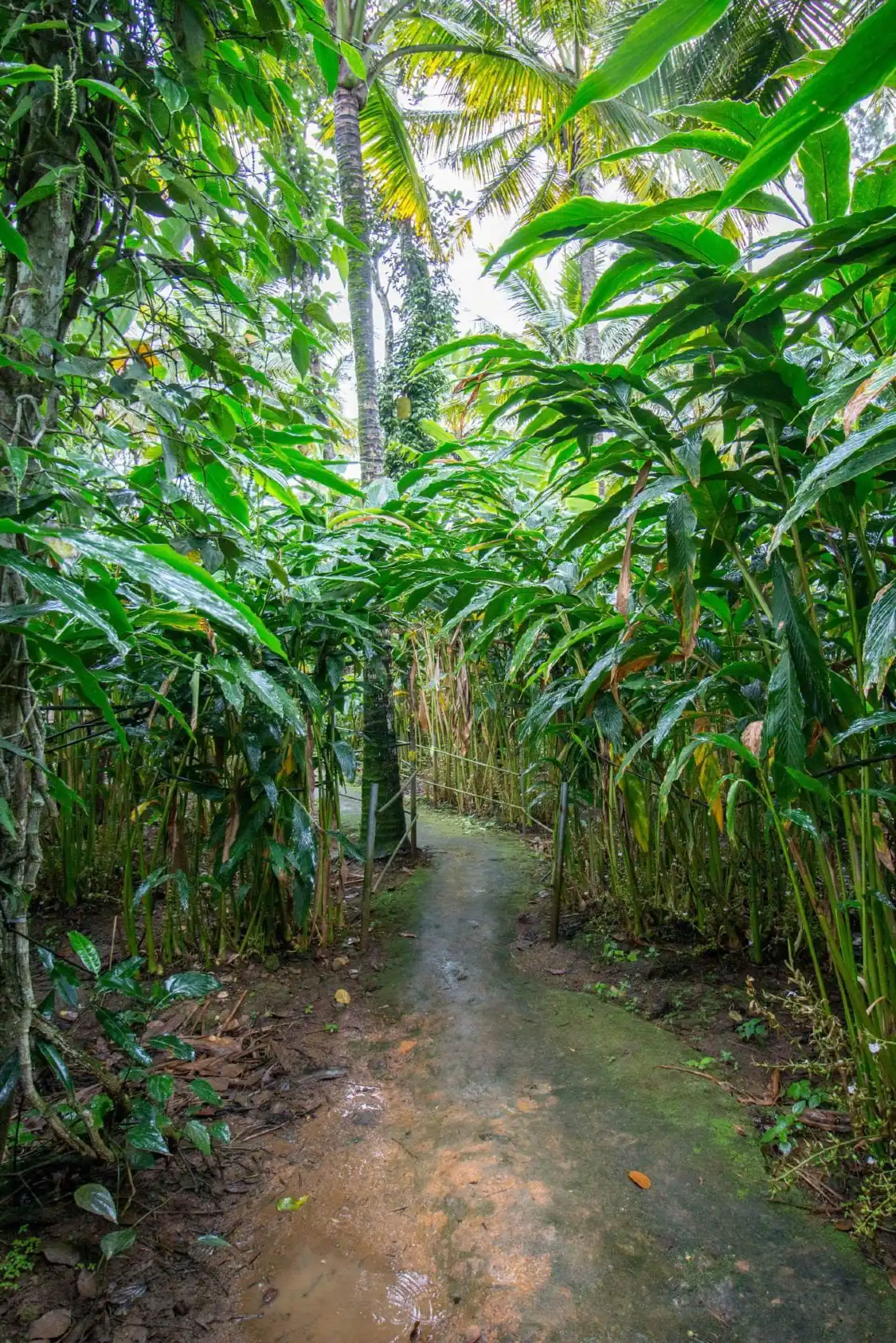 Hotels near Green Park Spices plantation