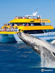 Spirit of Hervey Bay | Whale Watching Hervey Bay