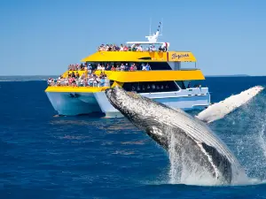 Spirit of Hervey Bay | Whale Watching Hervey Bay