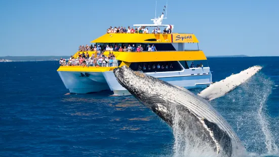 Spirit of Hervey Bay | Whale Watching Hervey Bay