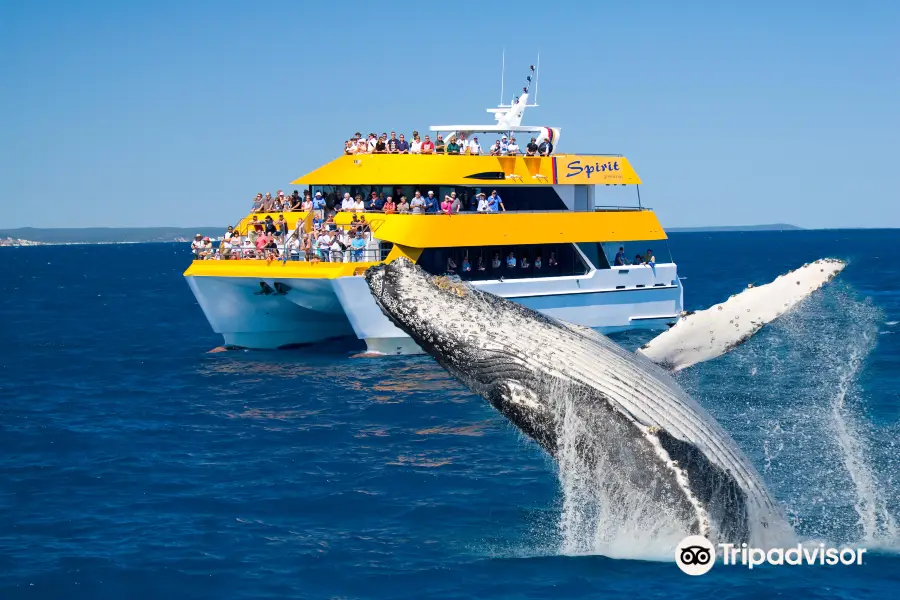 Spirit of Hervey Bay | Whale Watching Hervey Bay