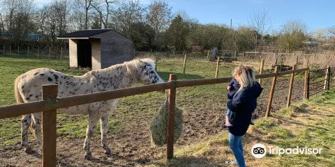 Heronfield Small Breeds Farm and Animal Rescue Centre