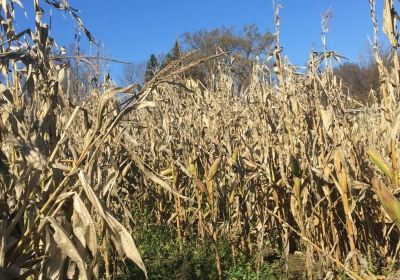 Ellsworth Hill Orchard and Berry Farm