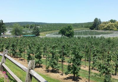 Belltown Hill Orchards