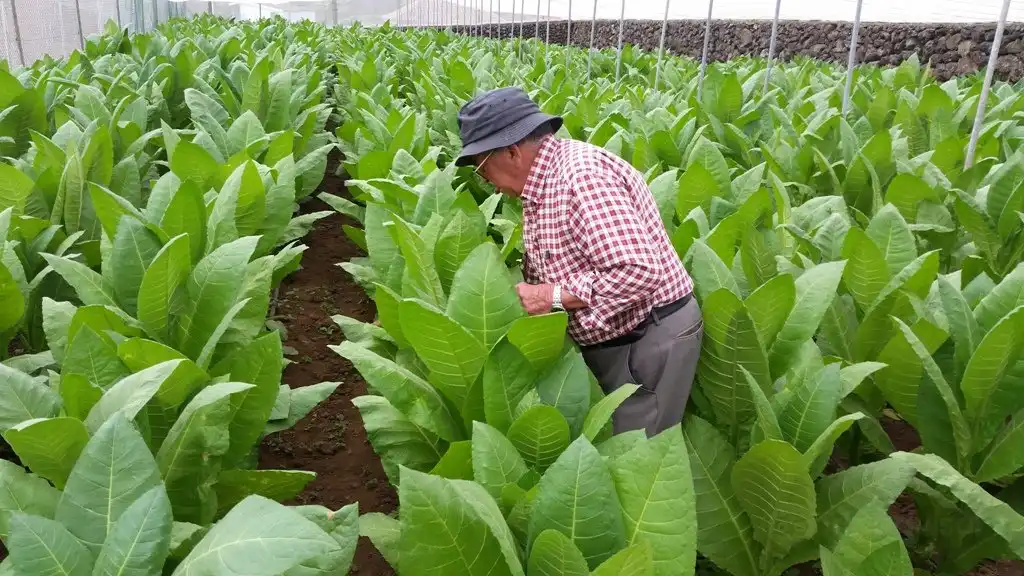 Finca Tabaquera El Sitio附近的飯店