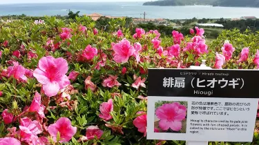Higashi
