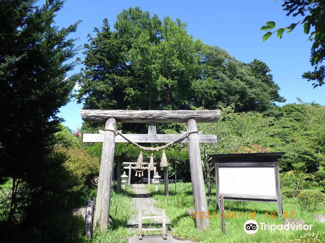 1_The Oldest Ginkgo