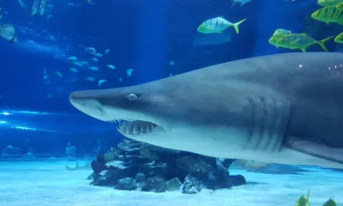 Tropicarium-Oceanarium Kft.