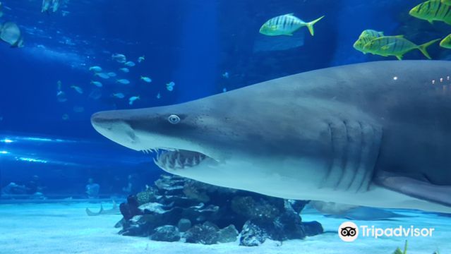 Tropicarium-Oceanarium Kft.