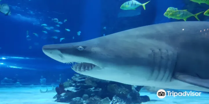 布達佩斯熱帶植物和水族館