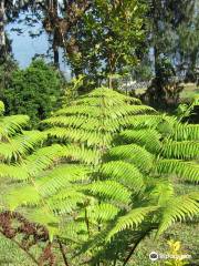 Jawaharlal Nehru Botanical Garden