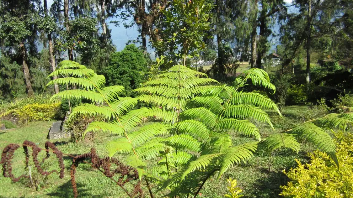 Hotels near Jawaharlal Nehru Botanical Garden