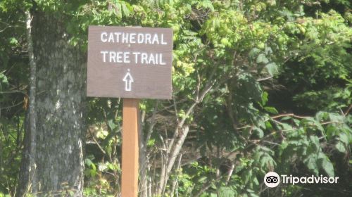 Richard Fenscak Cathedral Tree Trail Trailhead