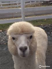 Bluebird Farm Alpacas