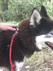 Husky Dream, Chiens de traineau