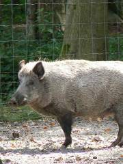 Parc Animalier de la Forêt de Roumare