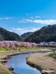 Festival of cherry blossom and rapa flowers in Southern Izu
